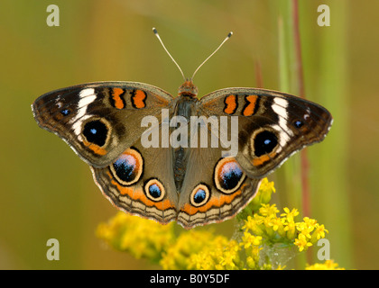 Roßkastanie Schmetterling junonia coenia ruht auf goldrute Blumen e Usa Stockfoto