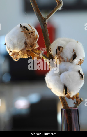 Cotton Boll Stamm (Gossypium) Nahaufnahme Stockfoto