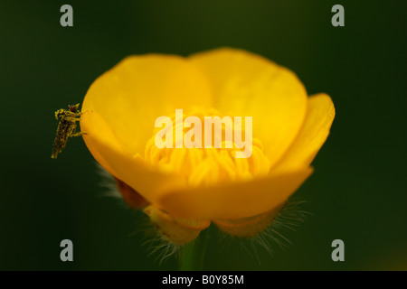 [Wiese Buttercup] [Ranunculus Acris], 'hautnah' Blume Makro mit Pollen bedeckt Insekt und Staubfäden Detail, England, UK Stockfoto