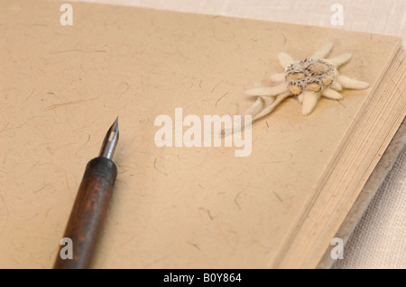 Edelweiß (Leontopodium Alpinum) Buch Stockfoto