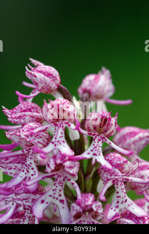 Seltene Lady X Affe Orchidee Hybrid [Orchis Purpurea X simia], "Nahaufnahme" Blume Makro zeigt Blütenblatt Detail, England, UK Stockfoto
