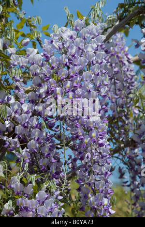 WISTERIA FLORIBUNDA "DOMINO", JAPANISCHE WISTERIA Stockfoto