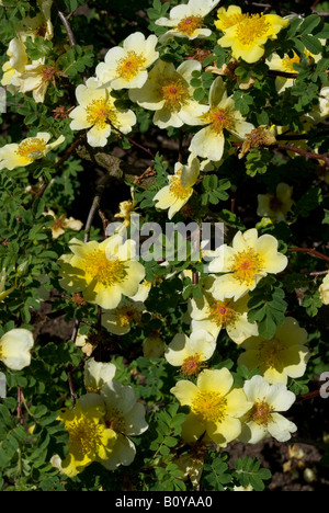 ROSA XANTHINA "KANARIENVOGEL" Stockfoto
