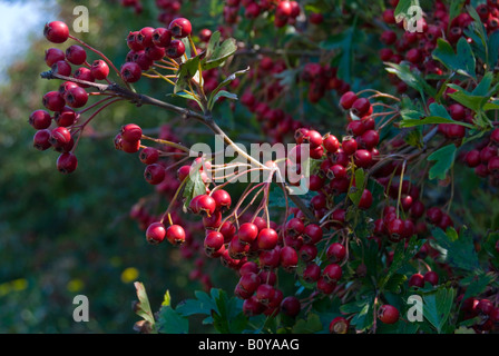 Crataegus Monogyna, Weißdorn-Beeren Stockfoto