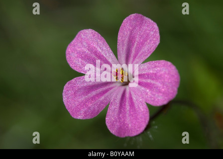 GERANIUM ROBERTIANUM, ROBERT KRAUT Stockfoto