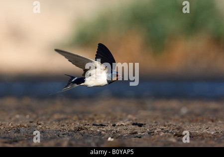 Hirundo Rustica Flug Frühling Spanien zu schlucken Stockfoto