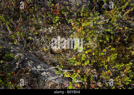 Europäische Goldregenpfeifer (Pluvialis Apricaria), Kupplung in das Fjell, Schweden, Lappland Stockfoto