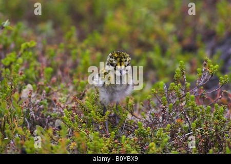 Europäische Goldregenpfeifer (Pluvialis Apricaria), Küken in Fjell, Schweden, Lappland Stockfoto