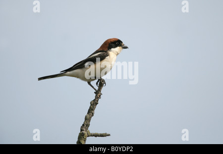 Rotkopfwürger Shrike Lanius Senator Spanien Frühjahr Stockfoto