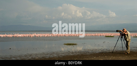 Rosaflamingo (Phoenicopterus Ruber), fotografiert von Flamingos am Lake Nakuru, Kenia Stockfoto