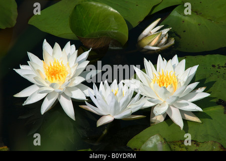 Duftende White Water Lily Nymphaea Odorata Nordamerika Stockfoto