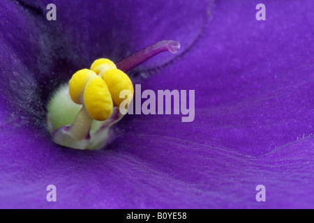 African Violet (Saintpaulia Ionantha), Closeop das Stigma und die Staubblätter Stockfoto