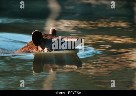 Brasilianische Tapir, südamerikanische Tapir (Tapirus Terrestris), Welpen Baden, Brasilien Stockfoto