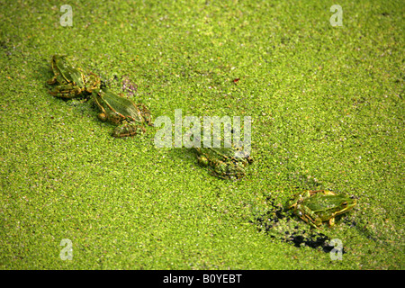 Europäische essbare Frosch, essbare Grasfrosch (Rana kl. Esculenta, Rana Esculenta), auf einem Teich mit gemeinsamen Wasserlinse Stockfoto