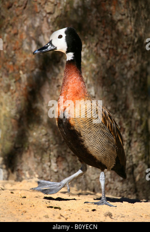 White-faced pfeifende Ente (Dendrocygna Viduata, Prosopocygna Viduata), einzelne vor Baumstamm Stockfoto