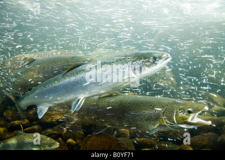 Atlantische Lachse in einem Fluss Stockfoto