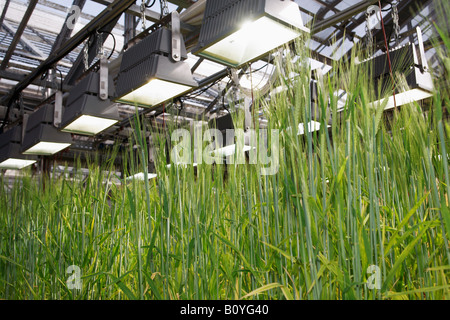 Gerste (Hordeum Vulgare), Rispen, Nahaufnahme Stockfoto