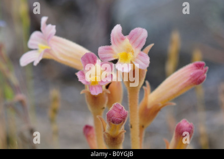 Gruppierte Roman Orobanche Fasciculata Okanagan Grasland geschützten Bereich Chopaka Südwesten parasitäre auf Salbei-Arten Stockfoto