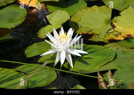 Duftende White Water Lily Nymphaea odorata Stockfoto