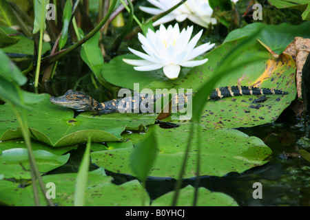 Young American Alligator Mississippiensis & duftenden White Water Lily SE USA Stockfoto