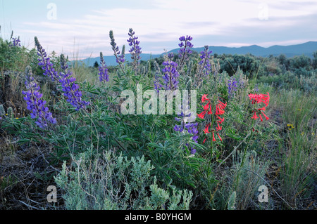 Südliche Okanagan Grasland geschützten Bereich Chopaka East British Columbia Kanada Stockfoto