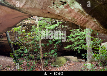 Natural Bridge, Pickett CCC Memorial State Park, Tennessee Stockfoto