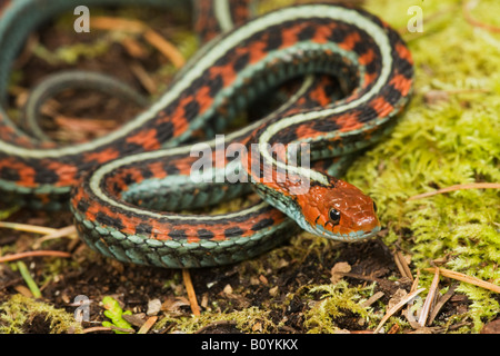 California rot beidseitig Garter Snake Thamnophis Sirtalis Infernalis Kalifornien Vereinigte Staaten Stockfoto