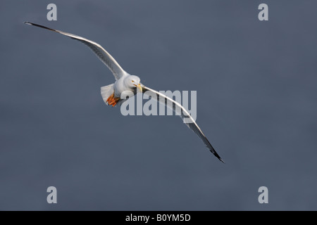 Silbermöwe Larus Argentatus im Flug Bempton Klippen Yorkshire Stockfoto