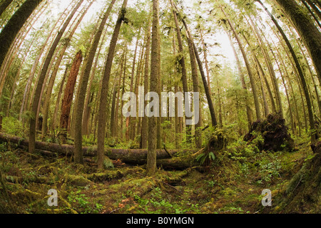 Sitka Fichte Picea Sitchensis in Old Growth Forest Quinault Olympic Nationalpark Washington Vereinigte Staaten Stockfoto
