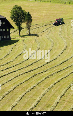 Österreich, Salzburger Land, Hayharvest Stockfoto