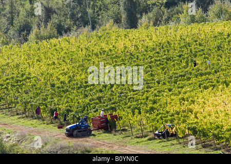 Italien, Toskana, Harvester im Weinberg Stockfoto