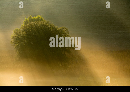 Italien, Toskana, Baum im Morgennebel Stockfoto