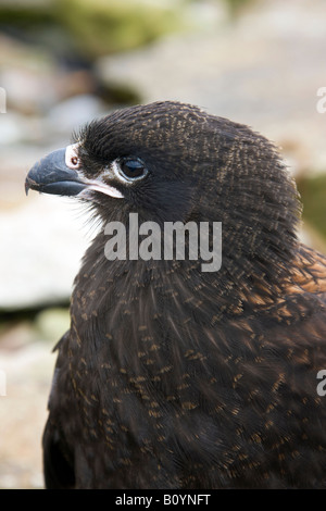 Young Southern Caracara - Caracara Plancus - Karkasse Insel auf den Falkland-Inseln Stockfoto