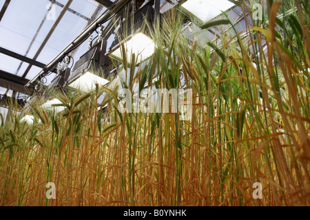 Gerste (Hordeum Vulgare), Rispen, Nahaufnahme Stockfoto