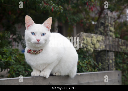 Katze, Porträt Stockfoto