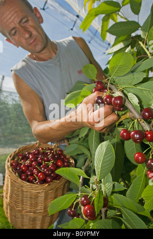 Kirsche Ernte, Nahaufnahme Stockfoto