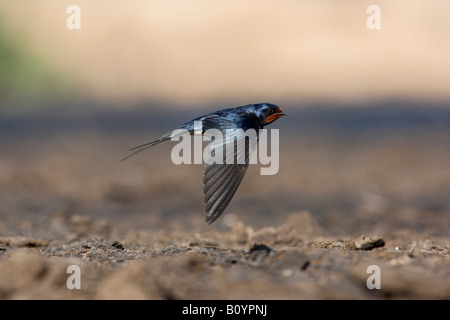 Hirundo Rustica Flug Frühling Spanien zu schlucken Stockfoto