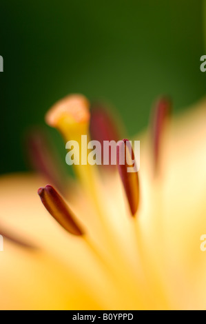 Lilie (Lilium), Nahaufnahme Stockfoto