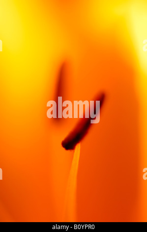 Lilie (Lilium), Nahaufnahme Stockfoto