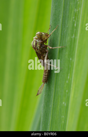 Große rote Damselfly aufstrebenden Sequenz Pyrrhosoma nymphula Stockfoto