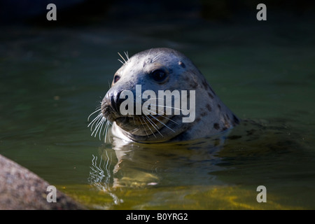 Kegelrobben (Halichoerus Grypus) Stockfoto