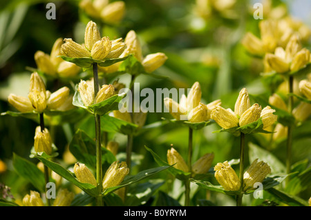 Große Blüten in gelbe Enzian (Gentiana Lutea) Stockfoto