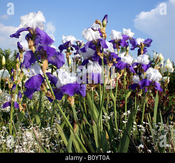 Eine Drift von bärtigen lila und weißen Iris mit Himmel und Wolken im Hintergrund an einem sonnigen Tag im Garten Stockfoto
