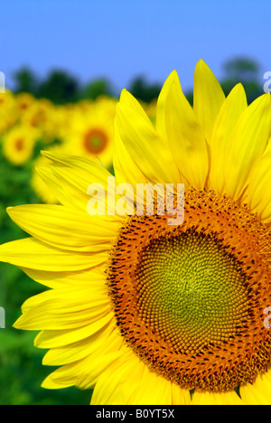 Hintergrund der Sonnenblumenfeld mit einer Blume Nahaufnahme Stockfoto