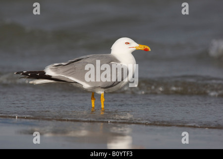 Gelbe legged Möve Larus Cachinnans Spanien Frühjahr Stockfoto