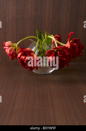 Reihe von Tulpen verwelken Stockfoto