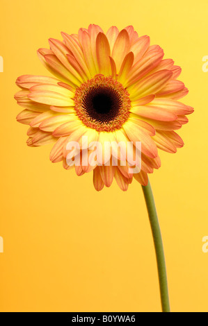 Gelbes Gänseblümchen Stockfoto