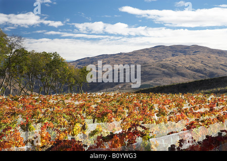 Pinot Noir Rebzeilen im Herbst Domain Road Weinberg Bannockburn Central Otago Neuseeland Südinsel Stockfoto