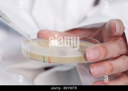 Antibiotika in der Petrischale Stockfoto