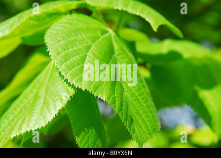 Closeup auf frische neue grüne Federblättern Stockfoto